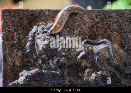 Fortuneswell. 7 octobre 2019. Météo britannique. Une limace noire (Arion ater) apparaît à l'aiguillonner UK 'Imperial Lion' pluie sur une barrière à Fortuneswell. crédit : Stuart fretwell/Alamy Live News Banque D'Images