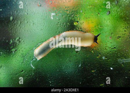 Fortuneswell. 7 octobre 2019. Météo britannique. Un Euoropean limace noire (Arion ater ) slithers autour d'une fenêtre-éclaboussa à Fortuneswell. crédit : Stuart fretwell/Alamy Live News Banque D'Images