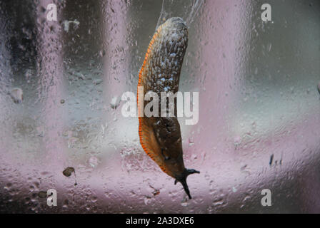 Fortuneswell. 7 octobre 2019. Météo britannique. Un Euoropean limace noire (Arion ater ) slithers autour d'une fenêtre-éclaboussa à Fortuneswell. crédit : Stuart fretwell/Alamy Live News Banque D'Images