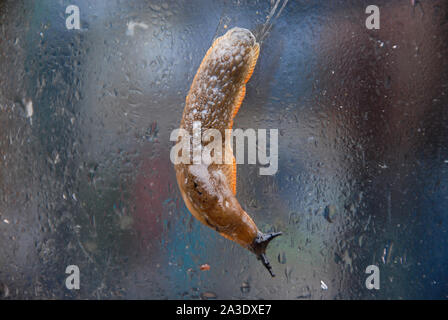 Fortuneswell. 7 octobre 2019. Météo britannique. Un Euoropean limace noire (Arion ater ) slithers autour d'une fenêtre-éclaboussa à Fortuneswell. crédit : Stuart fretwell/Alamy Live News Banque D'Images