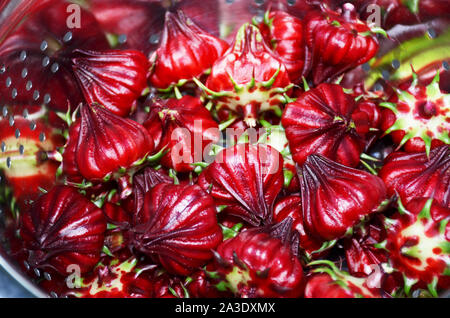 Hibiscus rouge,Roselle, également connu sous le nom de 'Jamaïque'. La profonde couleur rouge de citron ou de canneberges charnues calices saveur peuvent être pelés à boire le thé ou mangé. Banque D'Images