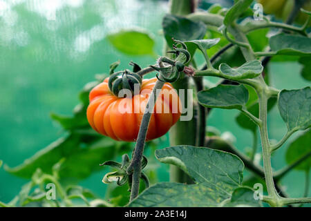 Tomates tomates côtelées croissant dans une serre jardin UK KATHY DEWITT Banque D'Images