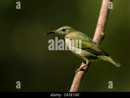 Red-legged honeycreeper Banque D'Images