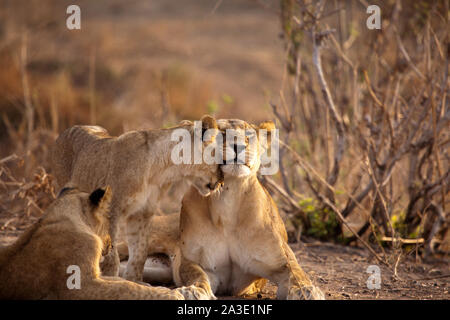 Cub nuzzling lionne adultes comme un matin tôt, le Ruaha National Park, Tanzanie Banque D'Images