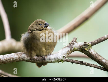 Thick-billed seed finch Banque D'Images