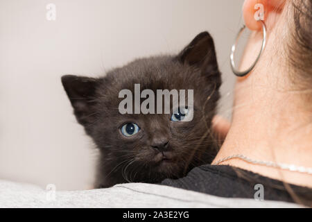 Sweet kitty noir en peluche sur l'épaule féminine. Petit chat domestique 5 semaines. Felis silvestris catus. Friendly chaton timide détail. Cute animal portrait. Banque D'Images