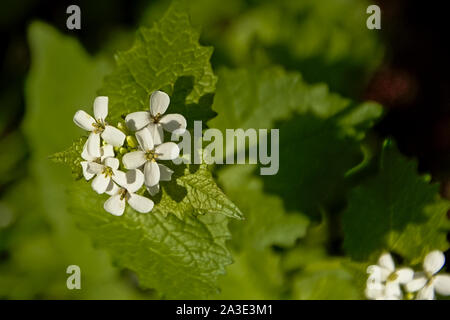 L'ail blanc de petite fleur de moutarde close-up, selective focus, - Alliaria petiolata. Aussi connu sous le nom de Jack-par-la-haie, racine d'ail, ail, sauce de couverture-a Banque D'Images