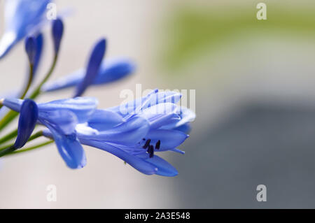 Close up of agapanthus en fleur dans une journée ensoleillée. Banque D'Images