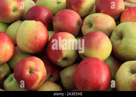 La pomme 'Gold' de la Couronne, les pommes, eaters, manger des pommes, la saine alimentation, Malus domestica Banque D'Images