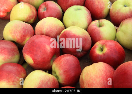 La pomme 'Gold' de la Couronne, les pommes, eaters, manger des pommes, la saine alimentation, Malus domestica Banque D'Images