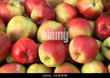 La pomme 'Gold' de la Couronne, les pommes, eaters, manger des pommes, la saine alimentation, Malus domestica Banque D'Images