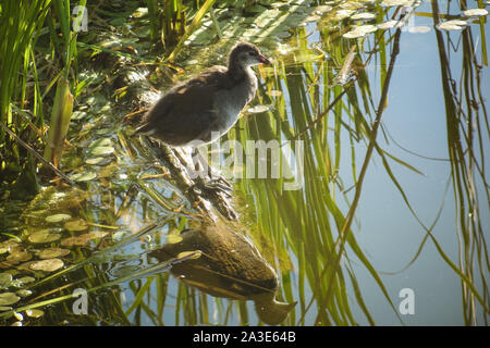 Gallinule sombre des juvéniles entre scirpe vert au lac Banque D'Images