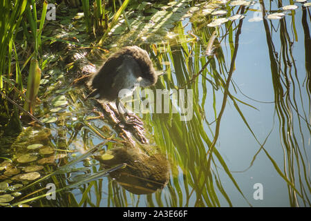 Gallinule sombre entre les roseaux sur le lac vert Banque D'Images