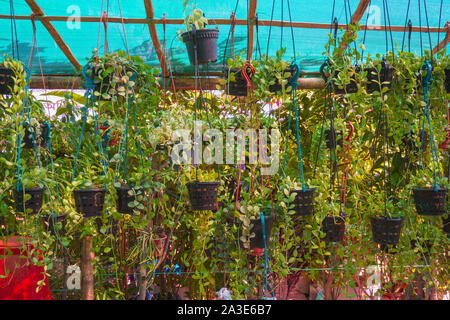 Pots de fleurs jardinage mini petite pépinière jardin semoir plastique en couleur des voitures de l'outil pour les plantes. Banque D'Images