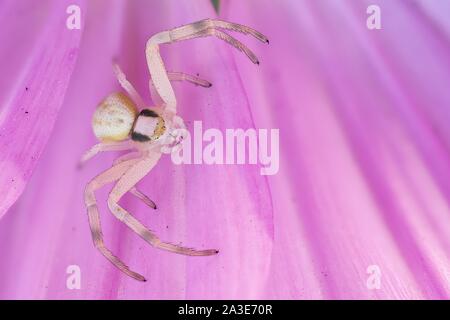 Houghton (Misumena vatia araignée crabe) sur fleur d'une Cosmea (Cosmos bipinnatus), Allemagne Banque D'Images