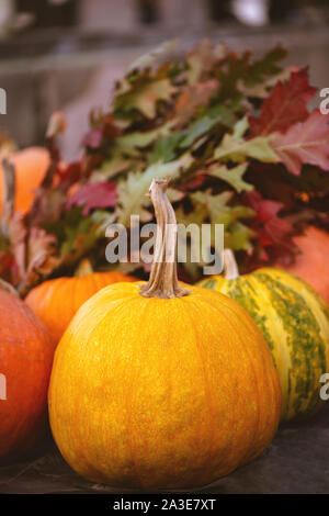 Close up of pumpkins avec feuilles de chêne. Automne fond. Banque D'Images