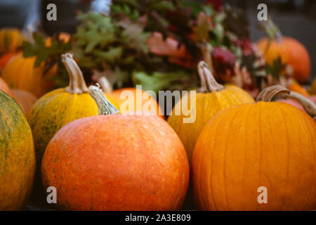 Close up of orange citrouilles avec feuilles de chêne. Automne fond. Banque D'Images