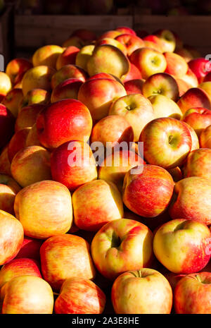 Tôt le matin de l'automne la lumière brille sur les Pommes Jonagold a à un marché fermier local Banque D'Images