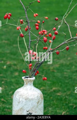 Arrangement d'automne dans un vase en céramique, rosehip baies rosehip Banque D'Images