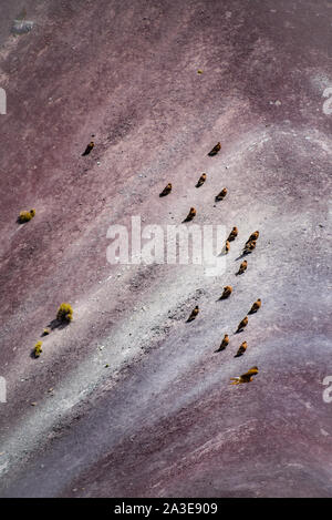 Les oiseaux juvéniles Mountain Caracara sur Vinicunca « Rainbow Mountain'. Cusco, Pérou Banque D'Images