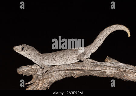 Le Nord de l'australienne gecko à queue épineuse Banque D'Images