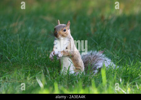 Un écureuil gris Sciurus carolinenis en quête de nourriture dans l'herbe