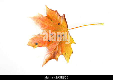 Les feuilles d'automne macro. Automne feuilles tombées isolé sur fond blanc Banque D'Images