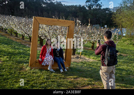 Vergers de cerisiers au printemps, à l'extérieur de Wandin East, Melbourne, Australie Banque D'Images