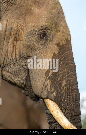 L'Afrique, Botswana, Kasane, Close-up de Bull Elephant (Loxodonta africana) boire à un trou d'eau au coucher du soleil près de la rivière Chobe à Senyati Safari Camp Banque D'Images
