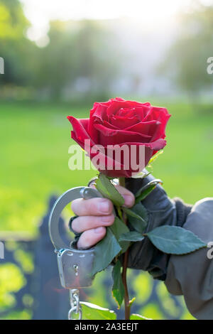 Main d'un homme dans les gants de cuir et des menottes, s'étend et donne une fleur rose rouge Banque D'Images