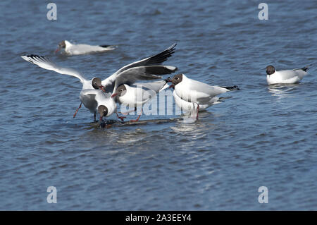 Vol de mouettes dans la lagune Brown dirigé les mouettes Banque D'Images