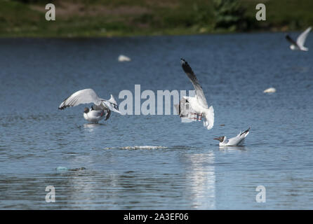 Vol de mouettes dans le lac Brown dirigé seagull Banque D'Images