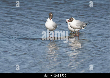 Pêche mouettes dans la lagune Brown dirigé seagull Banque D'Images