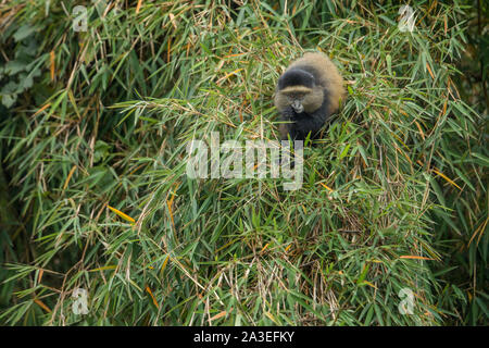 L'Afrique, Rwanda, le Parc National des Volcans, Golden Monkey (Cercopithecus kandti) se nourrit de pousses de bambou dans les montagnes des Virunga en forêt tropicale Banque D'Images