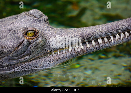 (Gavialis gangeticus gharial indien), Close-up Banque D'Images