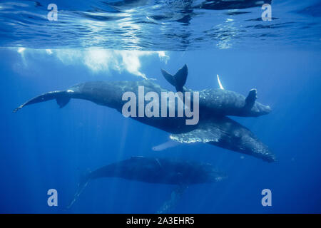 Rorqual à bosse, Megaptera novaeangliae, mère, veaux, et d'escorte, Chichi-jima, Bonin Islands, les îles d'Ogasawara, Site du patrimoine mondial naturel, Tokyo, Banque D'Images