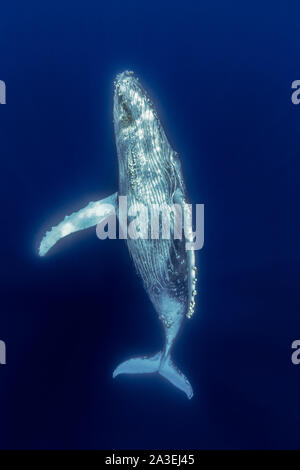 Rorqual à bosse, Megaptera novaeangliae, Chichi-jima, Bonin Islands, les îles d'Ogasawara, Site du patrimoine mondial naturel, Tokyo, Japon, l'Océan Pacifique Banque D'Images