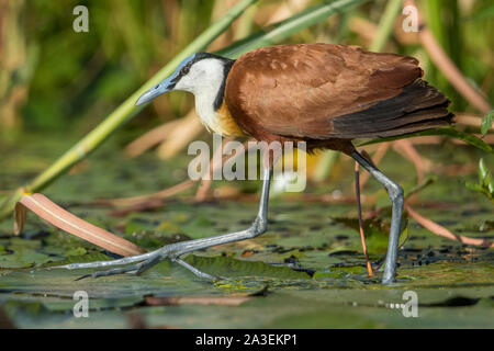 L'Afrique, Botswana, Chobe National Park, African Jacana (Actophilornis africanus) Balade dans les champs de nénuphars sur la rivière Chobe Banque D'Images