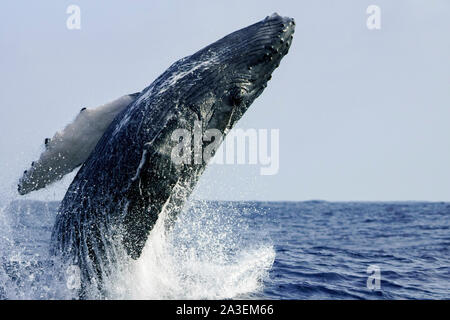 Rorqual à bosse, Megaptera novaeangliae, veaux, violer, Chichi-jima, Bonin Islands, les îles d'Ogasawara, Site du patrimoine mondial naturel, Tokyo, Japon, Pa Banque D'Images