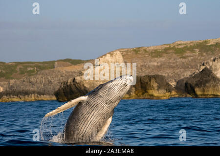 Rorqual à bosse, Megaptera novaeangliae, veaux, violer, Chichi-jima, Bonin Islands, les îles d'Ogasawara, Site du patrimoine mondial naturel, Tokyo, Japon, Pa Banque D'Images