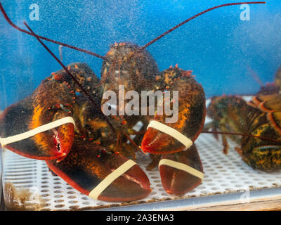 Prisoned homards dans des réservoir en un restaurant en attente d'être préparé et servi Banque D'Images