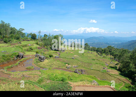 Le riz brun et vert dans les rizières en terrasse, Tana Toraja de Sulawesi du Sud, en Indonésie Banque D'Images