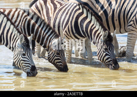 Groupe de zèbres de la faune dans une rangée d'alcool au point d'eau Banque D'Images