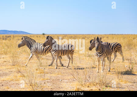 Groupe de quatre zèbres naturelles en prairies naturelles de savane, ciel bleu Banque D'Images