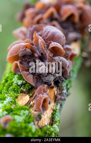 Les champignons sur un tronc d'arbre. Les champignons comestibles, principalement de plus en plus à l'arbre en automne automne Banque D'Images