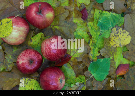 Composition d'automne de pommes rouges se trouvant sur différentes feuilles d'automne humide couleur arrière-plan avec copie espace Banque D'Images