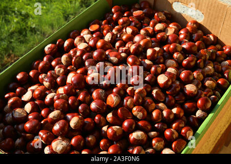 Les châtaignes sont un symbole de l'automne et de la nourriture pour les animaux sauvages. Banque D'Images