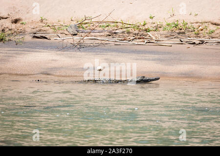 Crocodile swimming in rivière Kunene, Epupa, Namibie, Afrique du Sud Banque D'Images