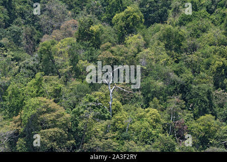 Forêt tropicale sur l'île de Cebaco Panama Banque D'Images