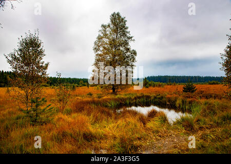 Parc Naturel des Hautes Fagnes Eifel, Wallonie, Belgique, à l'ouest de la Baraque Michel, Banque D'Images